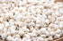little white conch seashells 1 kg